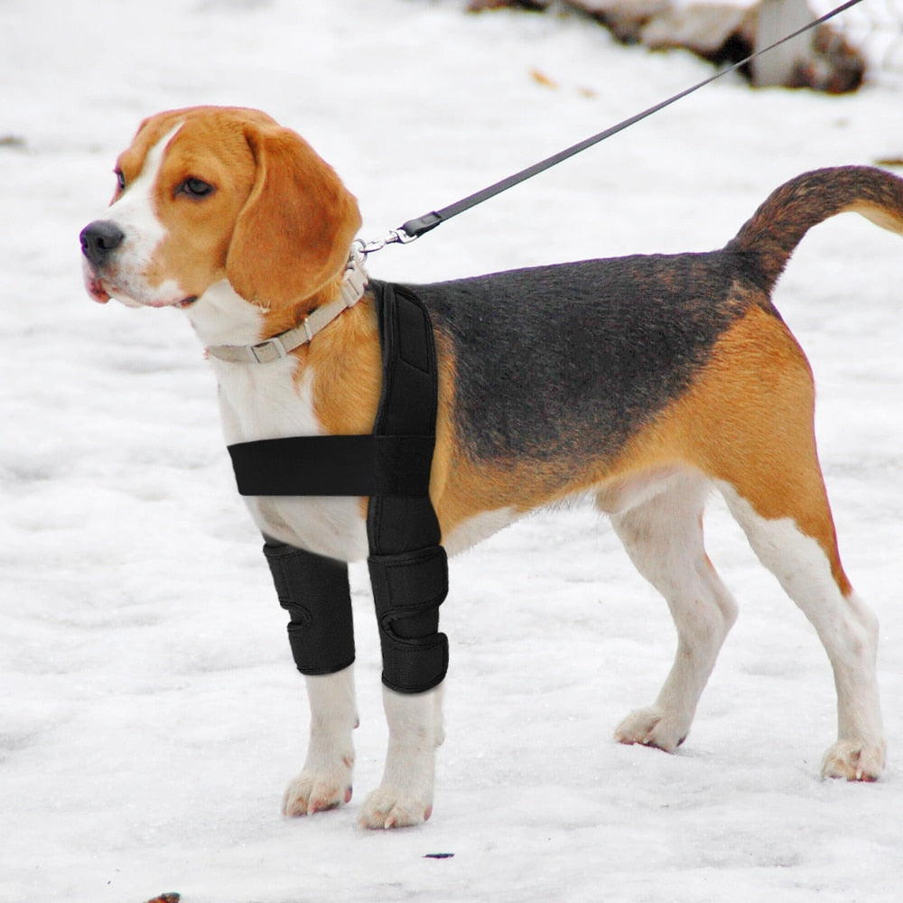 Lisslune | Pet back support