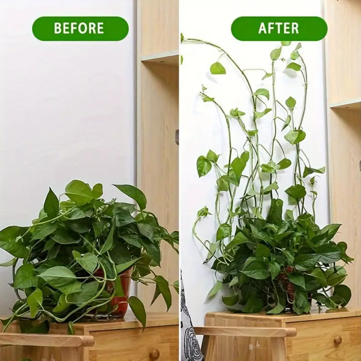 Lisslune | Climbing Wall Mounting Clips – Practical Plant Holders for Wall Decoration