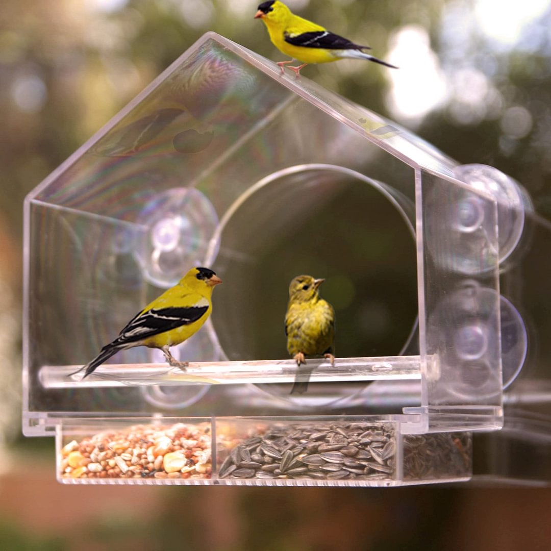 Lisslune | Bird feeder in the window for outdoor use