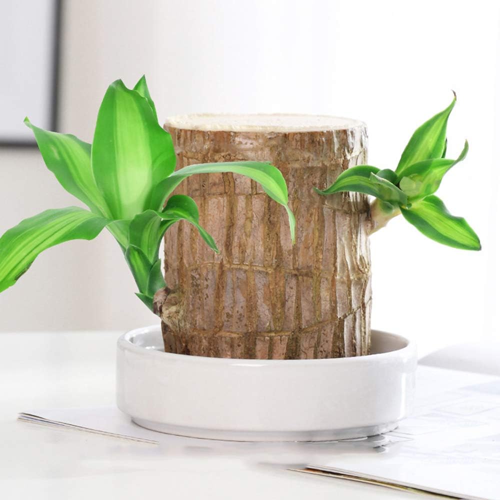 Lisslune | Lucky Brazil Wood Potted Plant