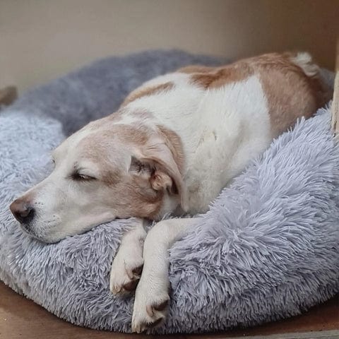 Lisslune | Fluffy Calming Pet Bed for Dogs and Cats