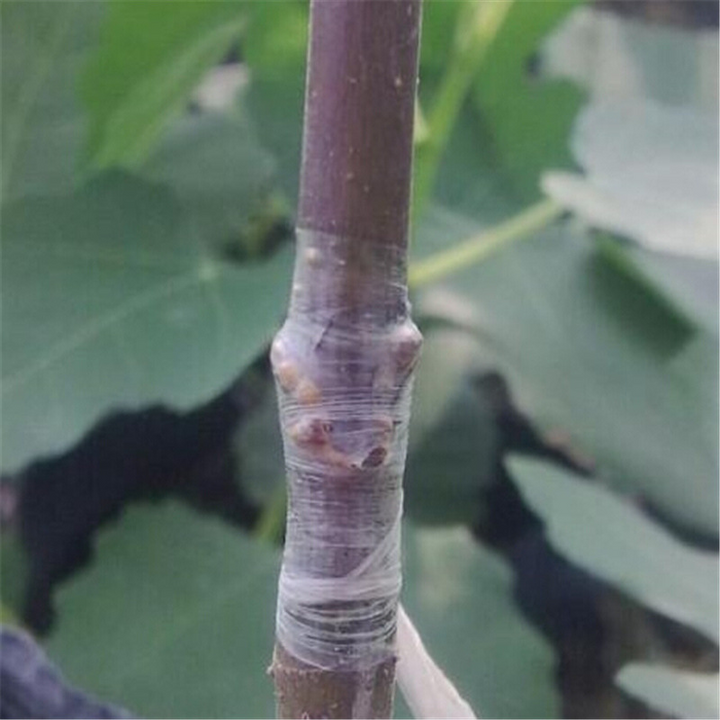 Lisslune | Grafting tape for plants – Self-adhesive grafting tape for tree pruning and grafting