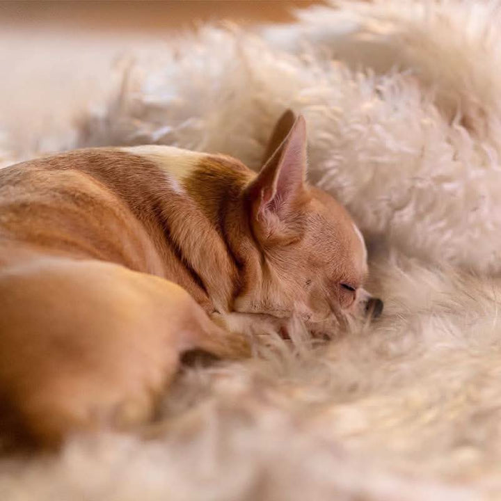 Lisslune | FURGUARD - Waterproof Pet Blanket