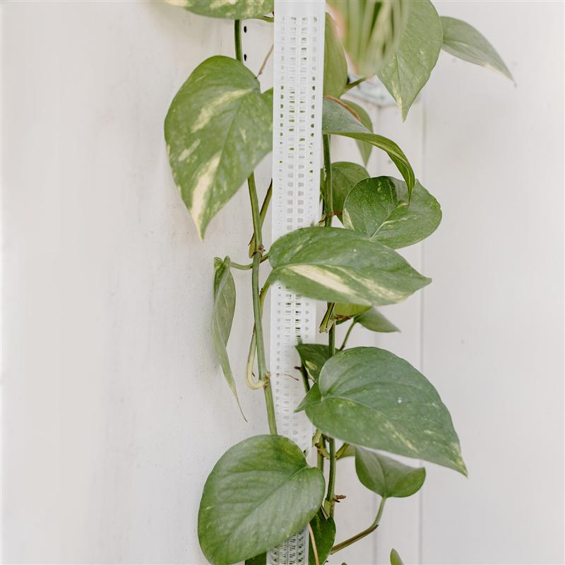 Lisslune | Pillar for climbing plants and green plants – Support columns for vertical plant cultivation