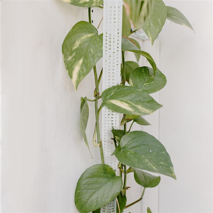 Lisslune | Pillar for climbing plants and green plants – Support columns for vertical plant cultivation