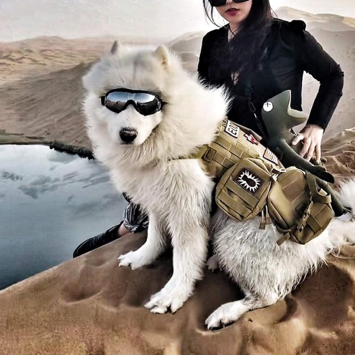 Lisslune | Outdoor Protection Glasses for Dogs