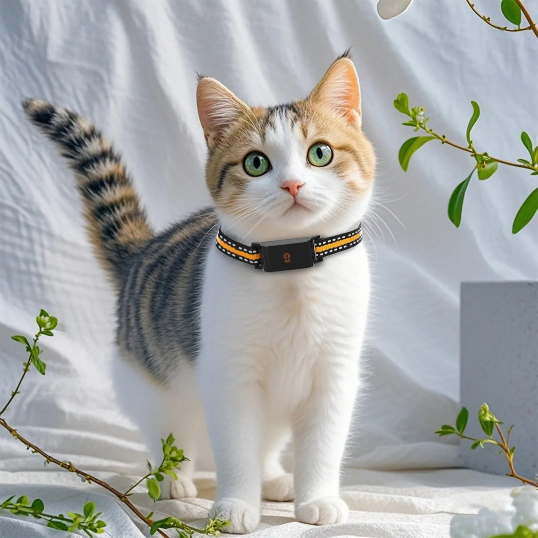 Lisslune | GPS Dog and Cat Collar – Unlimited Range Real-Time Tracker