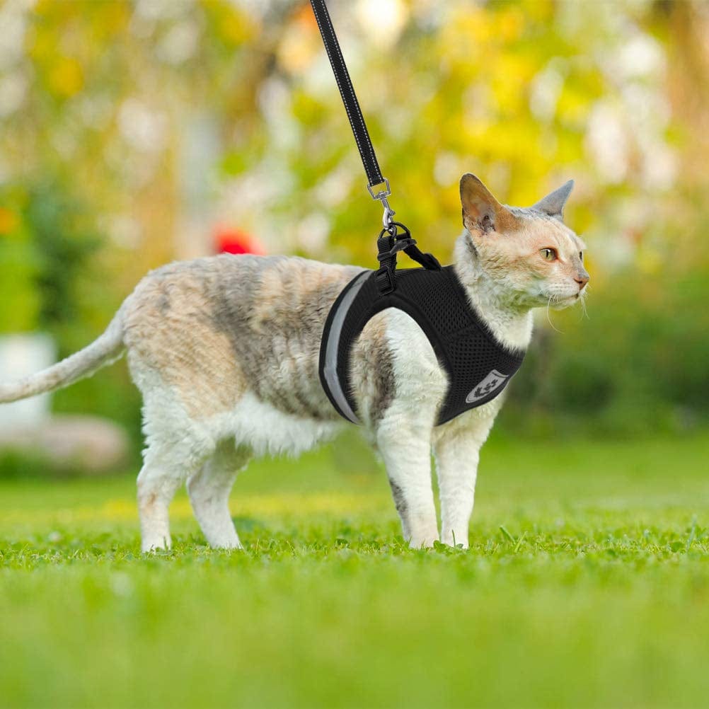 Lisslune | Cat collar and leash