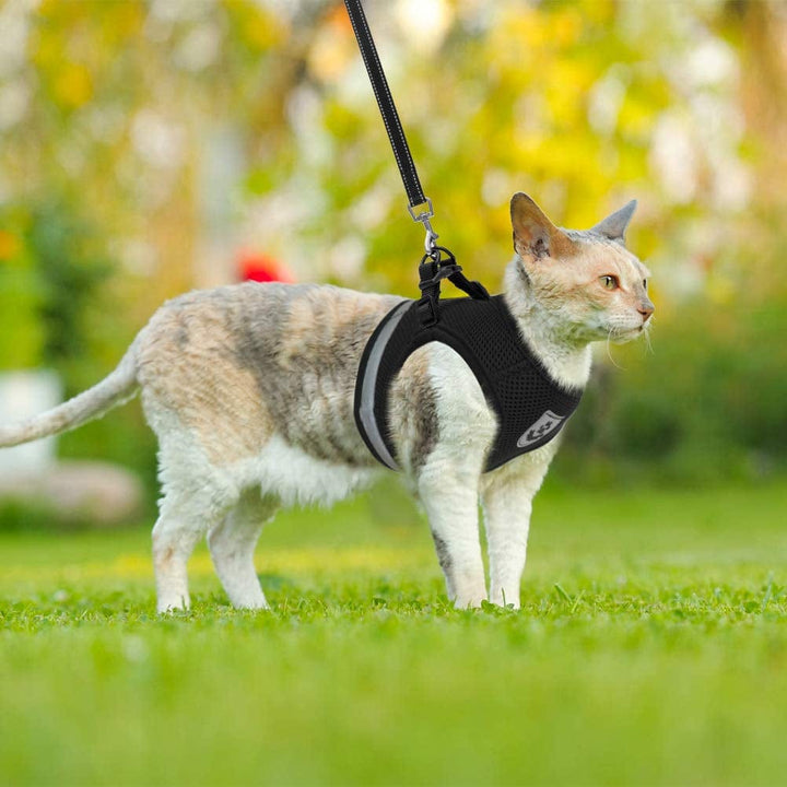 Lisslune | Cat collar and leash
