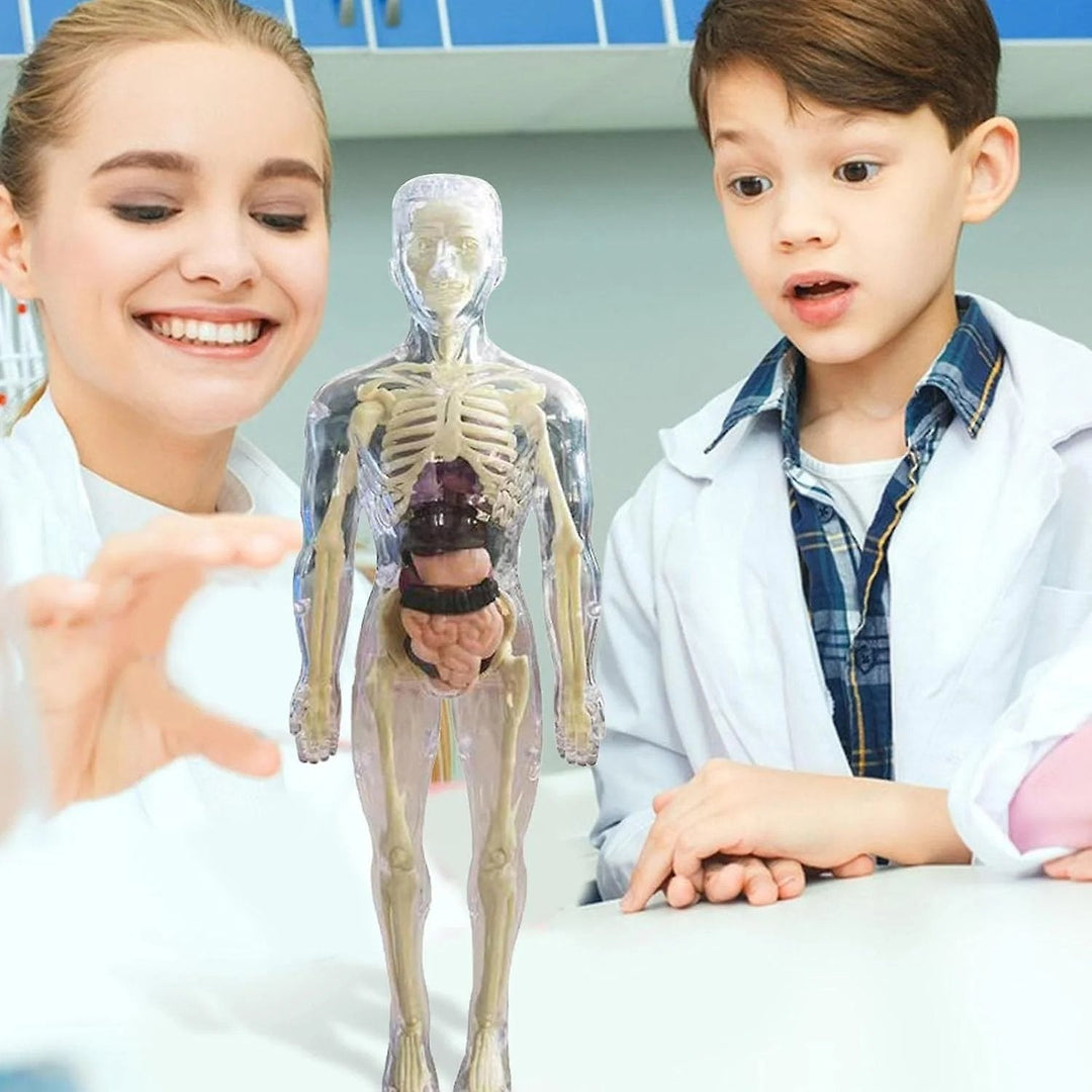 Lisslune | Clear Human Body Structure Model