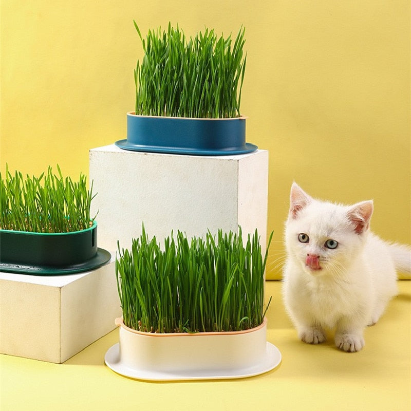 Lisslune | Fresh canned grass
