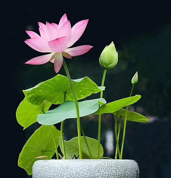 Lisslune | LotusWaters – Bonsai Water Garden Seeds for Pond and Balcony
