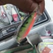 Lisslune | Fishing Gear Bait Set