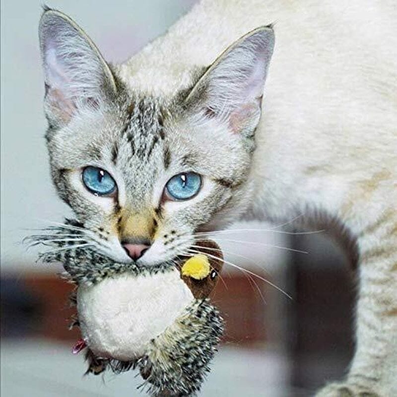 Lisslune | Cat toy - Simulated chirping bird