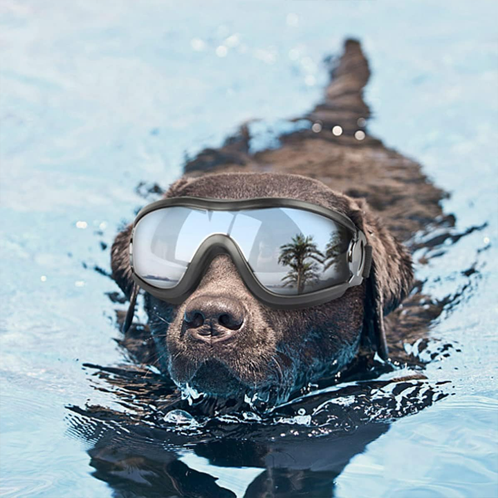Lisslune | Outdoor Protection Glasses for Dogs
