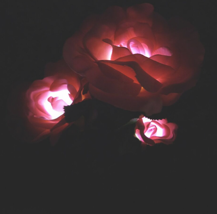 Lisslune | Solar-powered rose lights – garden stakes with solar panel for decorative lighting