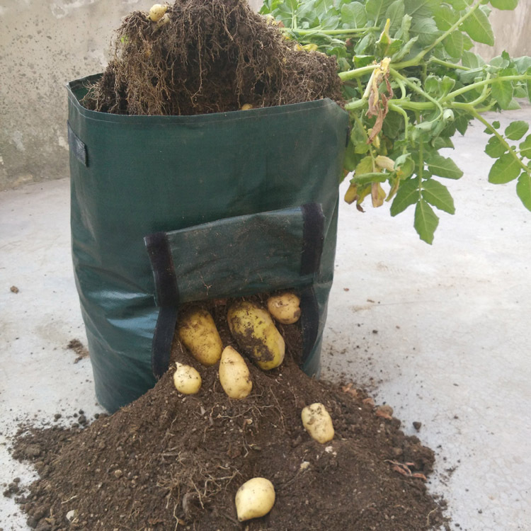 Lisslune | Planting bag for potatoes – Reusable and with viewing window