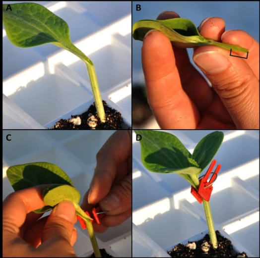 Lisslune | Plastic Refinement Clips for Garden Plants – Ideal for Vegetables and Plant Care
