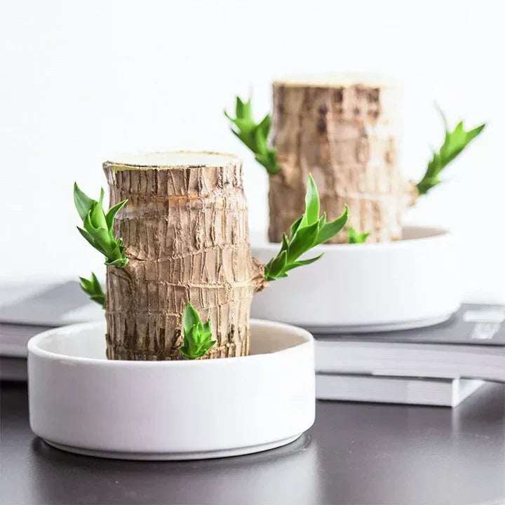 Lisslune | WoodlandNook - Mini-Terrarium for fresh air and positive energy