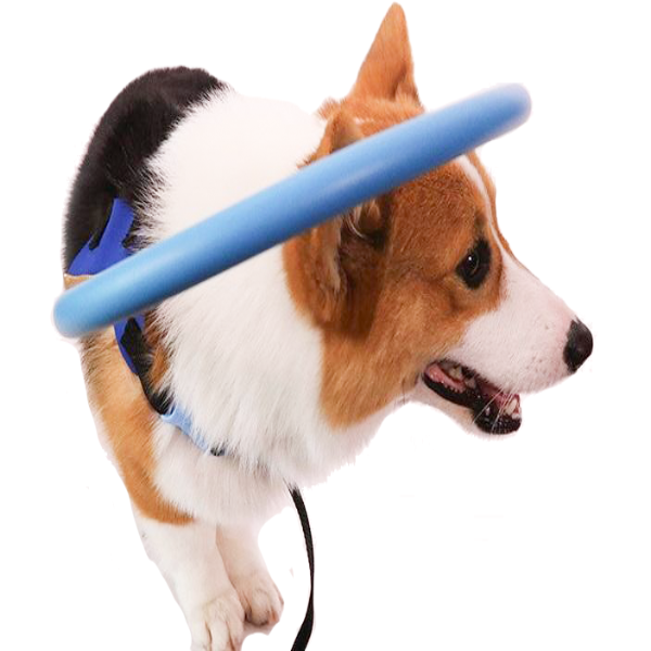 Lisslune | Bumper Collar Guide For Blind Dogs Harness