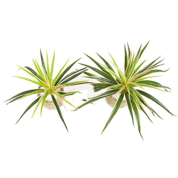 Lisslune | Artificial Grass Plant – Decorative Plant for Home and Office