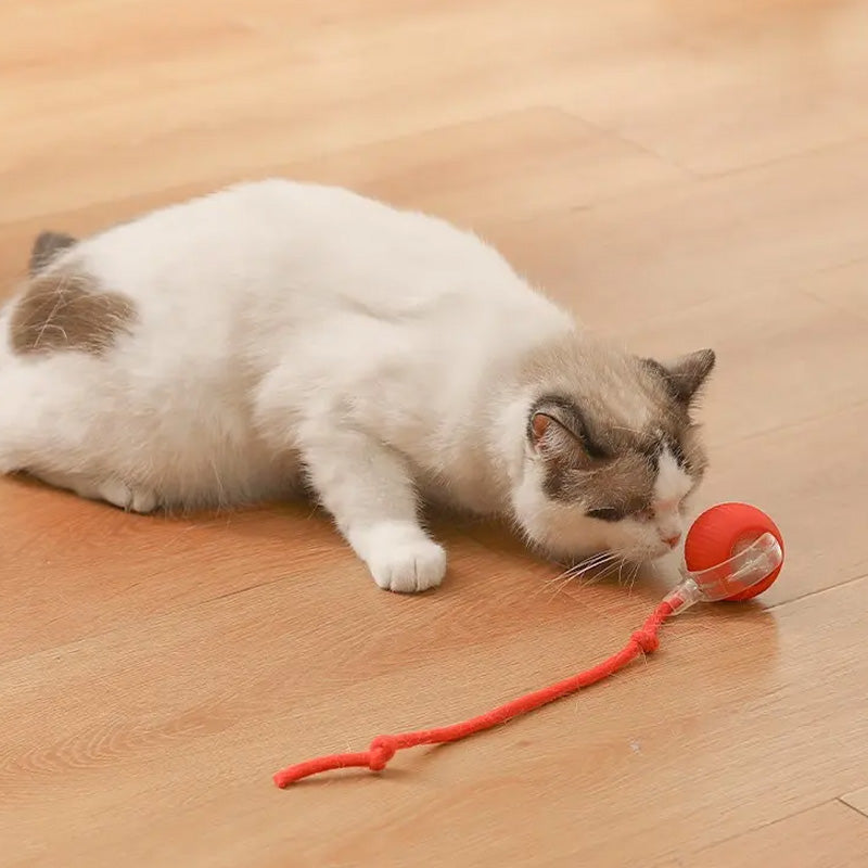 Lisslune | Indoor Cat interactive ball