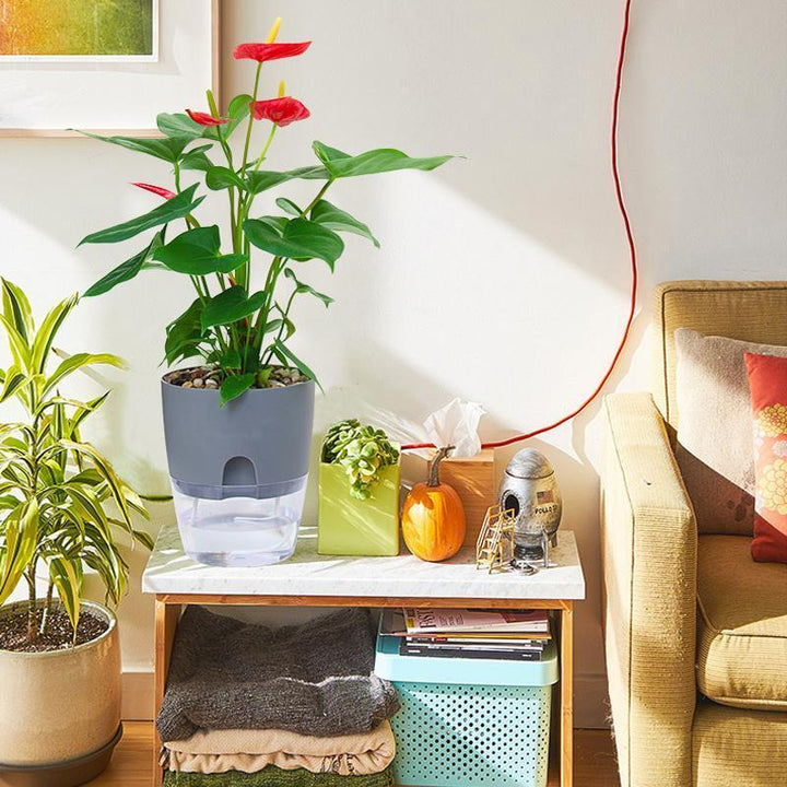 Lisslune | Self-watering Hydro-Flower Pot