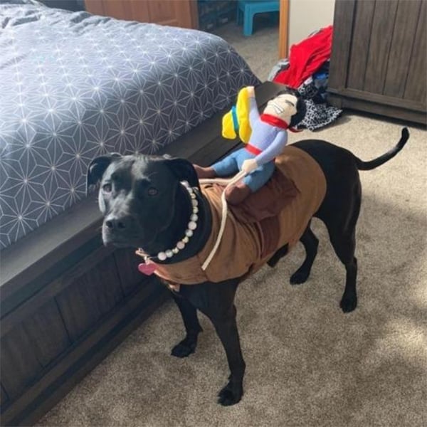 Lisslune | The Cowboy Rider Dog Costume
