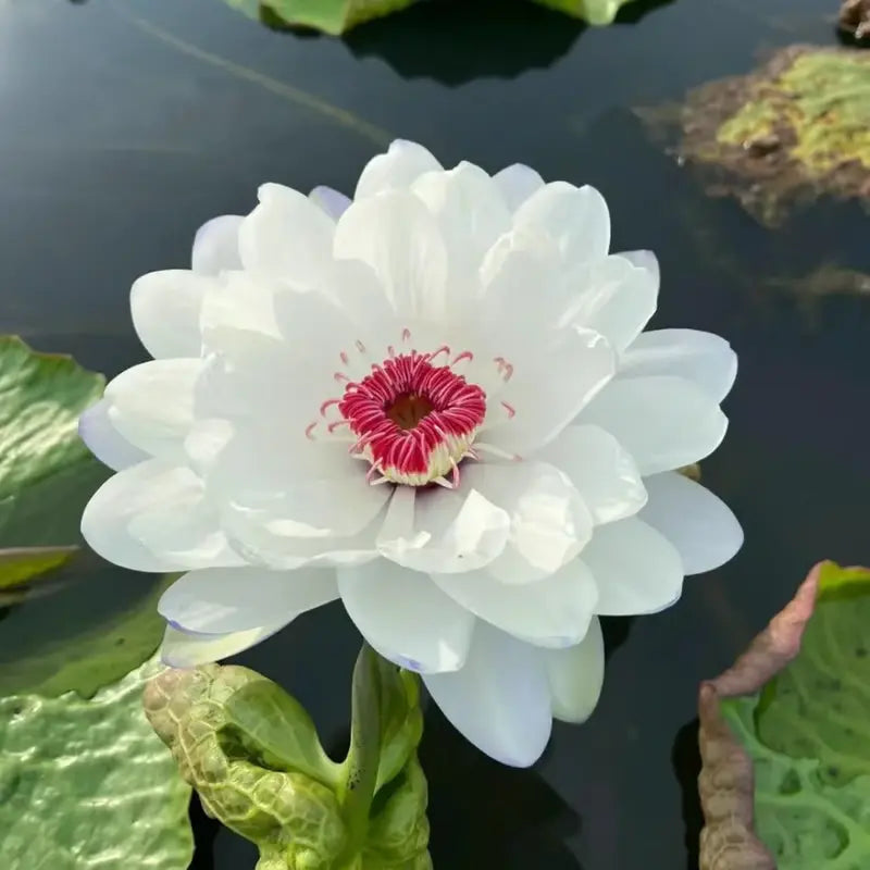 Lisslune | Magical Lotus Flower Seeds