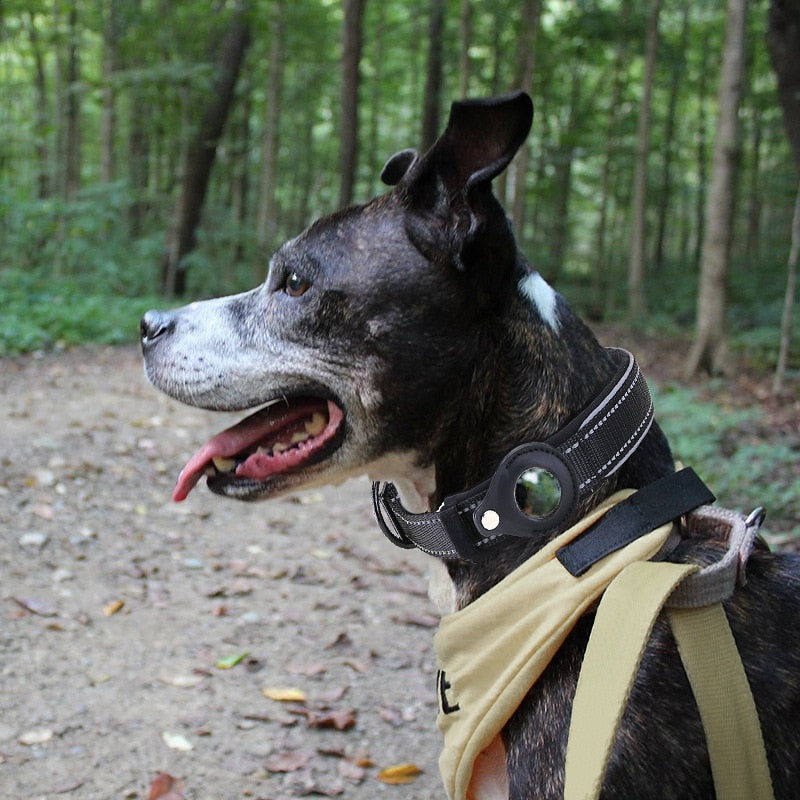 Lisslune | Anti-lost pet dog collar