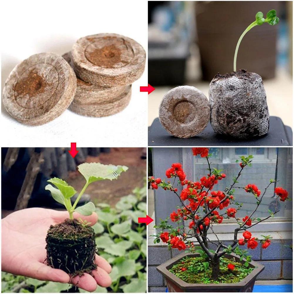 Lisslune | Hydroponic Seedling Growth Pods - Advanced Mineral Wool for Optimal Yield and Pest Control
