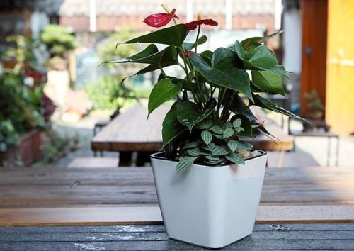 Lisslune | Flower pot with irrigation system – Self-watering plant pot for indoor and outdoor use