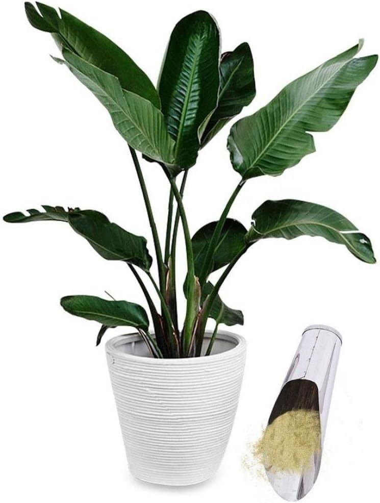 Lisslune | Stainless Steel Scoop for Potting Soil – Robust Planting Scoop for Garden and Balcony