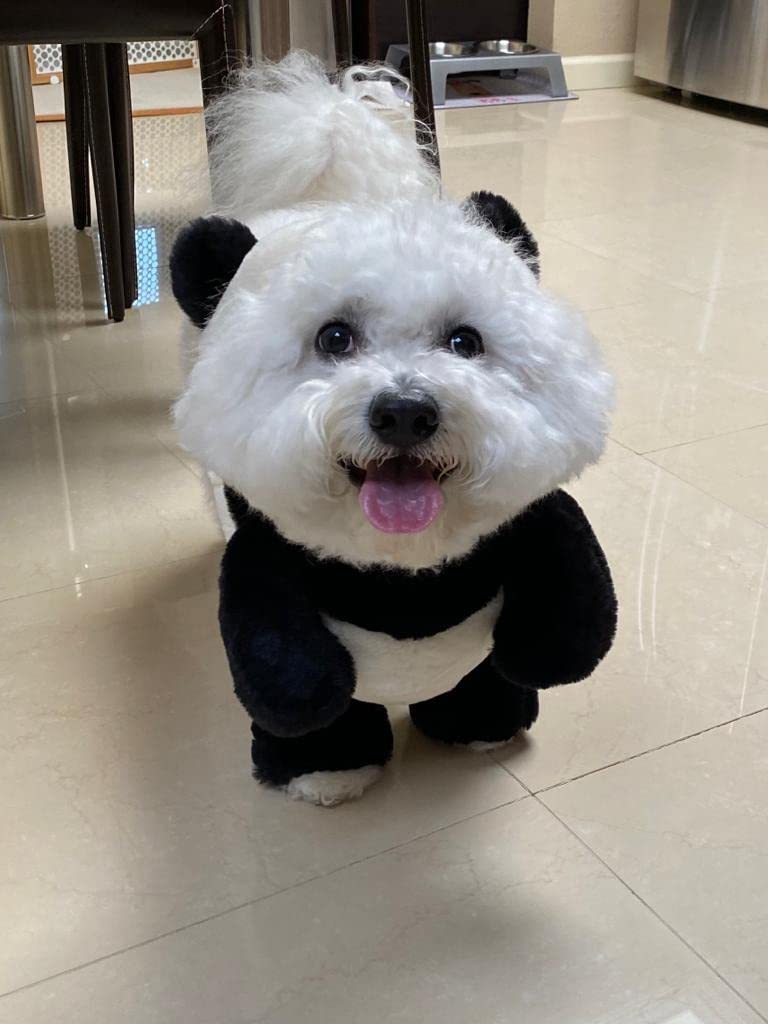 Lisslune | Pandaloon Dog and Pet Costume Set