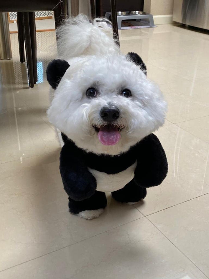 Lisslune | Pandaloon Dog and Pet Costume Set