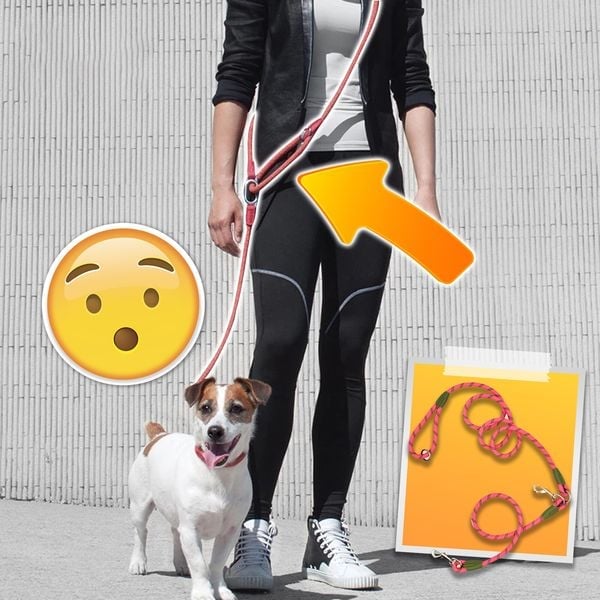 Lisslune | Hands Free Dog Leashes