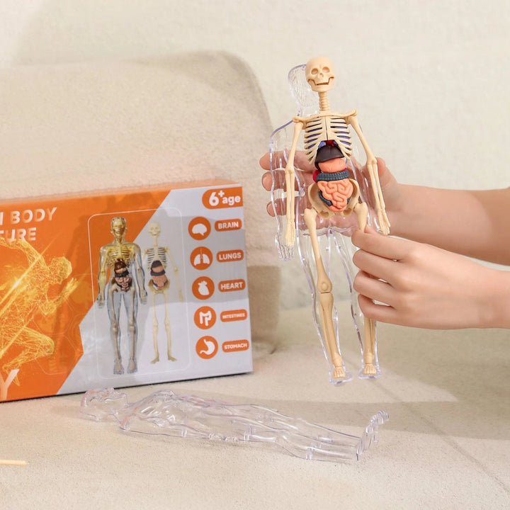 Lisslune | Clear Human Body Structure Model