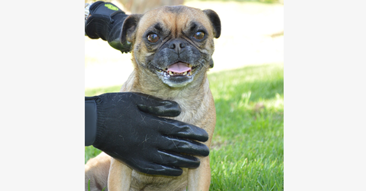 Lisslune | Pair of Pet Grooming Gloves