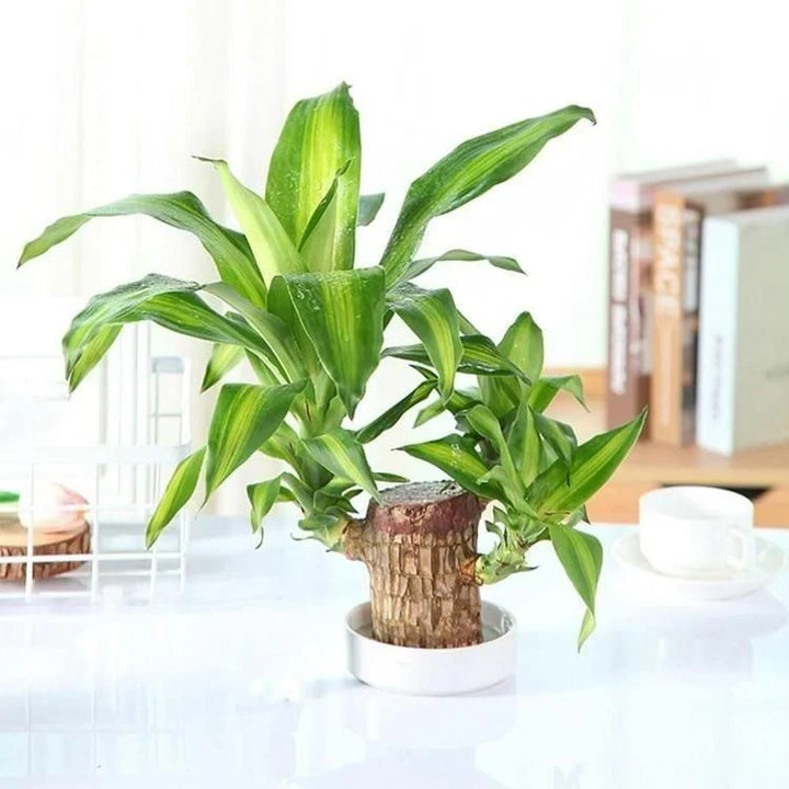 Lisslune | Brazilian Lucky Wood