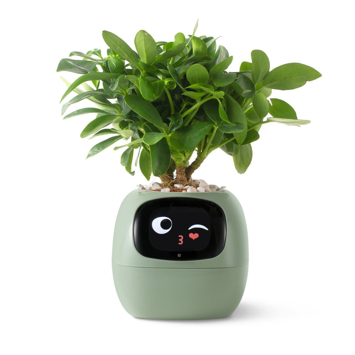 Lisslune | VerdeGlow – Self-Watering Smart Plant Pot | Automatic Irrigation | Modern Indoor Planter