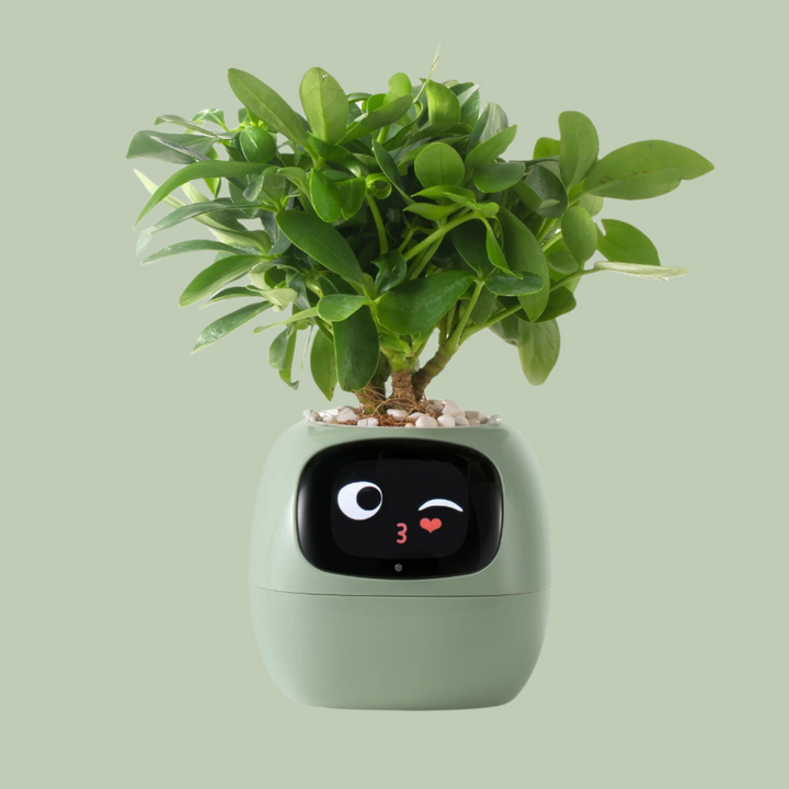 Lisslune | VerdeGlow – Self-Watering Smart Plant Pot | Automatic Irrigation | Modern Indoor Planter