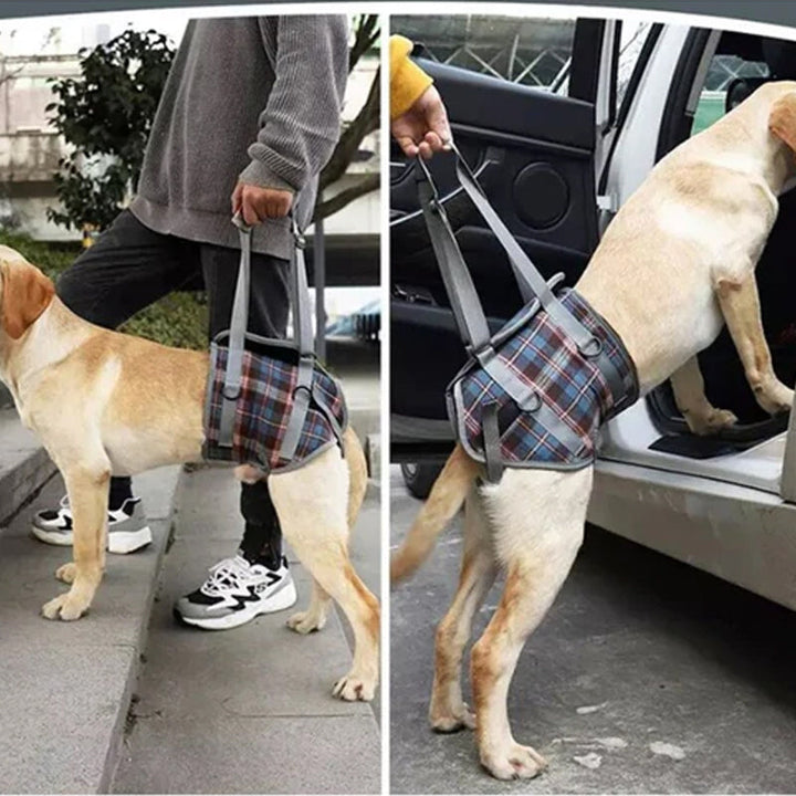 Lisslune | Orthopedic Strap for Hind Legs