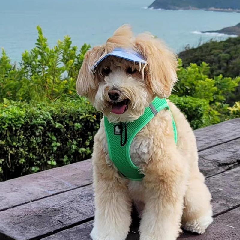 Lisslune | Outdoor Sun Protection Hood for Dogs