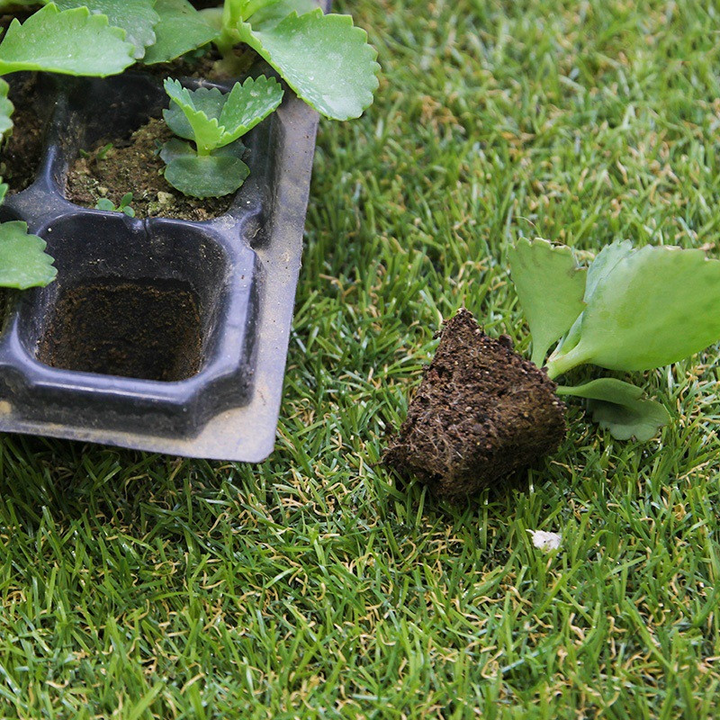 Lisslune | Rectangular Plant Bowl – Seedling Tray for Efficient Germination and Growth of Seedlings