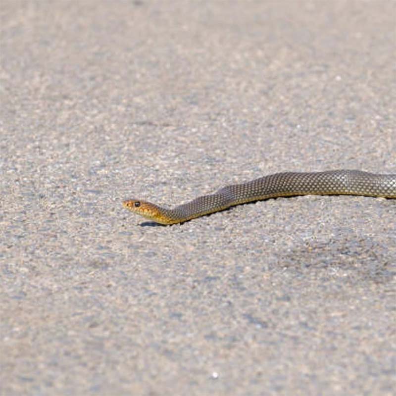 Lisslune | Mischief Snake Toy