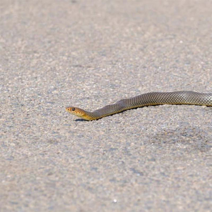 Lisslune | Mischief Snake Toy