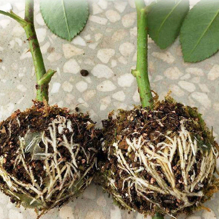 Lisslune | Plant protection balls for roots – Protective caps for safe replanting and growth