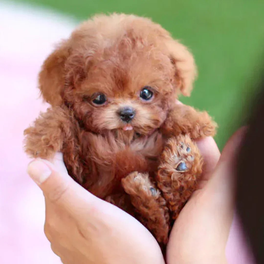 Lisslune | SnugglePup – Realistic Plush Puppy with Lifelike Details