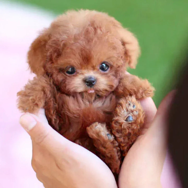 Lisslune | SnugglePup – Realistic Plush Puppy with Lifelike Details