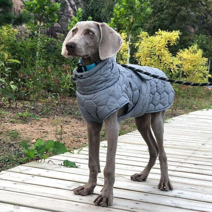 Lisslune | pet coat